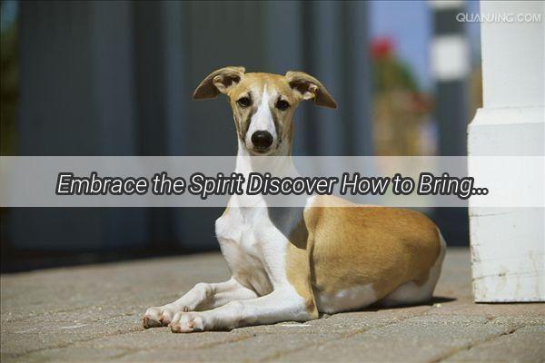 Embrace the Spirit Discover How to Bring Your Furry Friend to a Temple Pilgrimage